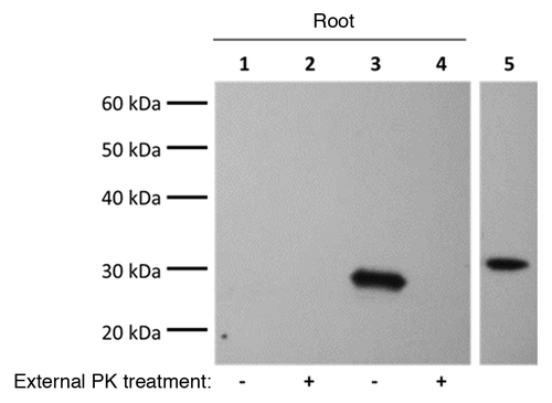 Figure 1. Recombinant PrPC binds to the outside of wheat roots. Wheat plant roots were exposed to 50 µg/mL PrPC for 24 h then roots were either digested with (10 µg/mL) proteinase K (PK) for 5 min or left undigested. Control plants were exposed to the same solution lacking PrPC. Western Blotting on root protein extracts used the 8H4 mAb (1:10000). The last lane confirming antibody specificity is from the same blot with irrelevant lanes omitted. Results are representative of three independent replicates (n = 3). Lanes 1 and 2: control plants; Lanes 3 and 4: PrPC exposed plants; Lane 5: positive control (50 ng PrPC).