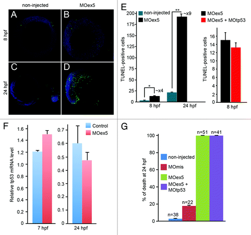 Figure 4. Morpholino-mediated depletion of map9 leads to increased apoptosis. (A–D) Zebrafish embryos were injected, or not (control), at the 1-cell stage with 1 pmol of MOex5 for observation at 8 hpf, or with 0.25 pmol MOex5 for observation at 24 hpf. TUNEL-positive cells (green) were counted in injected (B and D) and control embryos (A and C) (n = 10/assay). (E) Left panel, number of TUNEL-positive cells in the control and MOex5-injected embryos depicted in (A–D), n = 5 embryos per assay, total cell count ~1070 (*P < 0.005, **P < 0.02); right panel, tp53 inhibition does not rescue apoptosis induced by MOex5. Number of TUNEL-positive cells in MOex5- and MOex5 + MOtp53-injected embryos (n = 20 embryos per assay, total cell count ~564). (F) Map9 depletion does not induce tp53 expression. Embryos were injected at the 1-cell stage with 1 pmol of MOex5. RNA from 7 hpf map9 morphants and control embryos was used to quantify tp53 gene expression by RT-qPCR. Expression data were normalized to β-actin. Experiments were made in quadruplicate, n = 42 control embryos, and 50 MOex5 morphants at 7 hpf, and n = 39/44 embryos at 24 hpf. (G) Co-injection of MOex5 (1 pmol) and MOtp53 (0.5 pmol) does not rescue MOex5 effects. Embryo mortality was not rescued after tp53 depletion by morpholino. Embryo mortality after injection of a control MO (MOmis) was not significantly different compared with non-injected embryos. This experiment was performed in duplicate.