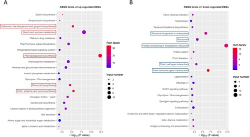 Figure 5. The Kyoto Encyclopedia of Genes and Genomes (KEGG) pathway enrichment analysis of up-regulated (A) and down-regulated (B) DEGs. The red and blue rectangle boxes show the top five KEGG pathways based on the –log10 (P value).