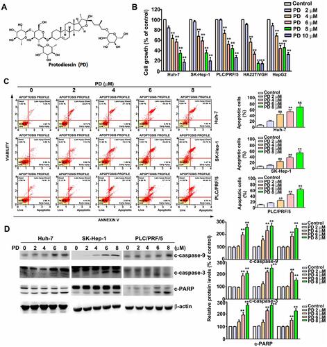 Figure 1 Protodioscin (PD) inhibits the proliferation of hepatocellular carcinoma (HCC) cell and induces apoptosis. (A) Structure of protodioscin (PD). (B) Human HCC cell lines (Huh-7, HepG2, PLC/PRF/5, SK-Hep-1, and HA22T/VGH) were treated with a series of concentration of PD (0, 2, 4, 6, 8, 10 µM) for 24 h. The cell viability was determined by MTT assay. (C) HCC cells treated with PD were subjected to Annexin V and dead cell assay to determine the distribution of the apoptotic cells using the Muse cell analyzer. (D) The expression of c-caspase-3, c-caspase-9, c-PARP and β-actin were staining indicated antibodies by Western blotting. *p<0.05, **p<0.01, versus control. Data are presented as the mean ± SE of at least three independent experiments.