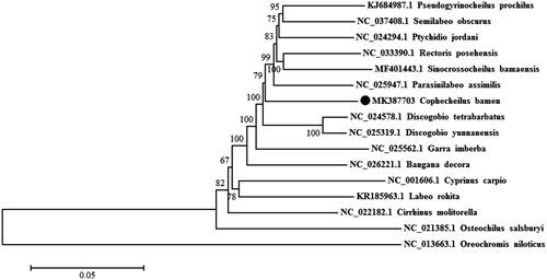 Figure 1. Neighbour-joining phylogenetic tree based on the mitochondrial genome of Cophecheilus bamen and other 15 fishes using MEGA 6.06. Oreochromis niloticus served as an outgroup species.