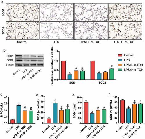 Figure 2. α-TOH reduces LPS-induced oxidative stress in lung tissue of mice. (a) IHC staining results of SOD1 and SOD2 in mice lung (400×); (b) Western blot results of SOD1 and SOD2; (c–f) The concentration of MPO, MDA, SOD, and GSH-Px in mice serum. (‘*’ means p < 0.05 vs. control group and ‘#’ means p < 0.05 vs LPS group)