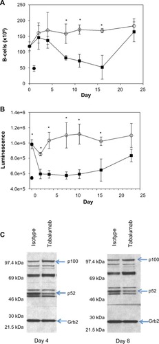 Figure 6 Administration of tabalumab to human BAFF transgenic mice leads to decreased B-cells and a reduction in non-canonical NF-κB signaling.Notes: Tabalumab (■) or isotype control (○) was injected SC on day 0. Mice were sacrificed on days 2, 4, 8, 11, 16, and 23. (A) Splenic B-cells were enumerated by flow cytometry using B220; (B) p52 levels in the spleen were evaluated by a binding assay; (C) Western blot showing bands for p100 and p52 in splenocyte lysates; Grb2 was monitored to ensure equivalent loading of wells. * represents P-value <0.05. (•) represents an untreated non-transgenic mouse.Abbreviations: BAFF, B-cell activating factor; SC, subcutaneously.