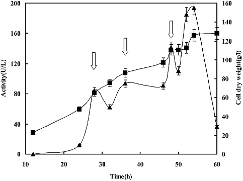 Figure 3. Time course of the laccase activity (▴) and cell dry weight (■) through a high-density fermentation in 5 L fermenter.