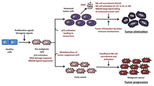 Figure 1. Oncogene-induced senescence promotes immunosurveillance by natural killer cells. The activation of oncogenes and the consequent delivery of proliferative signals to healthy cells generate a pool of pre-malignant cells expressing ligands for the NKG2D receptor (also called killer cell lectin-like receptor subfamily K, member 1, KLRK1, in humans). In this setting, cyclin-dependent kinase inhibitor 2A, isoform 4 (also called p19ARF in mice or p16ARF in humans) and the DNA damage response (DDR) can activate p53 and other oncosuppressive factors that promote cellular senescence. Senescent cells stop proliferating and mobilize an oncosuppressive mechanism mediated by immune cells. The so-called “senescence-associated secretory phenotype” (SASP) is associated with the release of chemokines such as chemokine (C-C motif) ligand 2 (CCL2) and cytokines like interleukin (IL-12), IL-15 and IL-18, which are involved in the recruitment and activation of natural killer (NK) cells. Once activated, NK cells infiltrate neoplastic lesions and kill senescent cancer cells upon the recognition of NKG2D ligands displayed on their surface. These processes result in the progressive elimination of malignant cells and hence inhibit tumor progression. In contrast, Tp53 mutations allow cancer cells to bypass the senescence program and hence form tumors that are not subjected to NK cell-dependent immunosurveillance. Indeed, although p53-deficient malignant cells express near-to-normal levels of NKG2D ligands on their surface, they are unable to efficiently recruit and activate NK cells, which allows tumors to escape immunosurveillance.