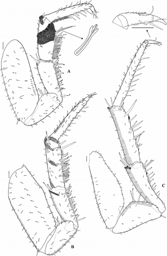 Figure 7 Benthana guayanas n. sp. (male paratype). A: pereopod 1; B: pereopod 2; C: pereopod 7. Scales: 0.1 mm.