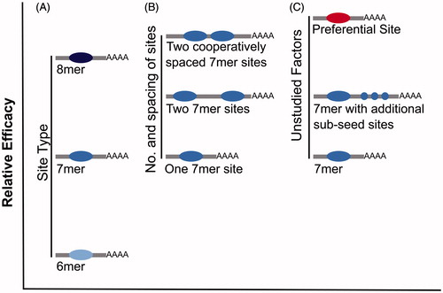 Figure 5. The relative efficacy of miRNA-mediated repression of various site types. It is hypothesized that sites with a greater efficacy of miRNA binding and repression also show a greater efficacy for ceRNA crosstalk. (A) Relative efficacy of canonical site types. (B) Relative efficacy of a single site, versus two sites or two cooperatively spaced sites. (C) Hypothesized efficacy of unstudied site types (e.g. preferential binding sites and additional sub-seed sites) versus a canonical 7mer site (see color version of this figure at www.tandfonline.com/ibmg).