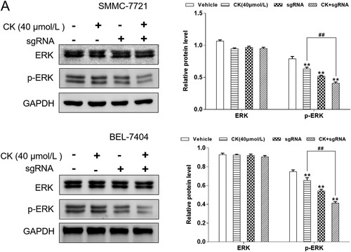 Figure 6. (A) Western blotting was used to detect the effect of CK on the expression of ERK and p-ERK in SMMC-7721 and BEL-7404 cells after Bclaf1 depletion compared with the findings in the blank control group (**P < 0.01; ginsenoside CK group compared with the sgRNA+ ginsenoside CK group, ##P < 0.01).