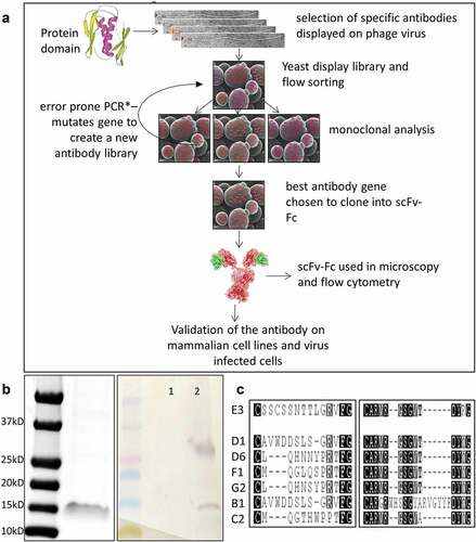 Figure 1. Selection of anti-M2cyto antibodies using phage and yeast display techniques. Panel A depicts a schematic diagram of the phage and yeast display protocols used in the antibody selection process. Panel B shows the size of the M2 cytodomain used as the antigen in the antibody selection process which corresponds to dimeric form at ~15kD. A Western blot shows unbiotinylated (1) and the biotinylated M2 cytodomain (2) used as the antigen in our selection process. The Western blot was probed with streptavidin alkaline phosphatase (AP) to detect the biotinylated antigen and shows bands corresponding in size to dimeric and tetrameric forms of M2 cytodomain in line 2. Panel C shows CDR3 amino acid sequences from the light-chain (left) and heavy-chain (right) of multiple scFv antibodies selected via this process. These antibody encoding sequences were cloned into yeast scFv-Fc expression vectors, and the secreted scFv-Fcs antibodies were used in subsequent characterization assays