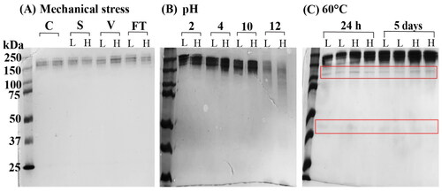 Figure 3. SDS-PAGE of trastuzumab solutions 0.21 mg/ml (L) and 21 mg/ml (H) after (A) mechanical stress. Trastuzumab control (C) of 21 mg/ml showed a single band at molecular weight of approximately 150 kDa. Sonication (S), vortexing (V) and repeated freeze-and-thaw (FT) did not show any aggregation or fragmentation; (B) solutions were adjusted to pH 2, 4, 10 and 12, and stored at 4 °C for 16 h or (C) incubated at 60 °C for 24 h or 5 days.