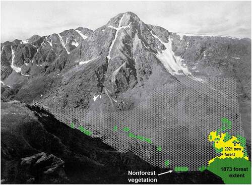 Figure 2. The 1873 William Henry Jackson photo of the east face of Mount of the Holy Cross (lightly cropped), with the hexagonal fishnet superimposed on the lower slopes. The 1873 extent of erect forest is shown in dark green, nonforest vegetation is shown in light green, and areas not covered by erect forest in 1873 but covered in erect forest by 2021 are illuminated in yellow.