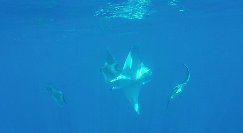 Figure 3. Pregnant giant devil ray (Mobula mobular) swimming in a tight circle with three pursuing males.