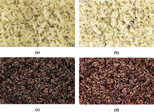 Figure 2. The images of the ready-to-eat cooked brown rice products after 7 nights of refrigeration storage: (a) RD 43 added with gellan gum 0.3% and conventional cooking; (b) RD 43 added with gellan gum 0.3% and ohmic cooking; (c) Riceberry added with gellan gum 0.3% and conventional cooking; (d) Riceberry added with gellan gum 0.3% and ohmic cooking.