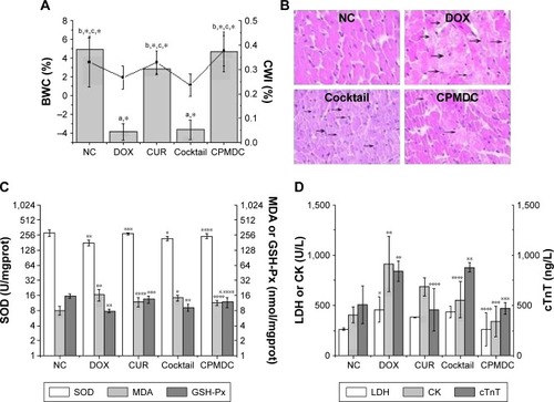 Figure 4 Cardiac toxic effect in rats singly i.p. administered with various formulations at equivalent dosages of 20 mg/kg DOX and 64 mg/kg CUR.Notes: At 48 h posttreatment, the rats were sacrificed and the heart tissue and plasma sample were harvested for further analysis. (A) BWC (column chart) and CWI (line chart). *p<0.01 compared with NC,a DOXb and cocktail.c (B) Representative fields of pathological change in rat left ventricles obtained by light microscope observation. The black arrows indicate the representative morphological changes: cell necrosis, superficial cytoplasm and nucleus and transverse structure loss (×400). (C) Levels of SOD, MDA and GSH-Px in the heart. **p<0.01 and *p<0.05 compared with the NCgroup, ***p<0.01 and ****p<0.05 compared with the DOX group, respectively. (D) Plasma levels of LDH, CK and cTnT. **p<0.01 and *p<0.05 compared with the NC group, ***p<0.01 and ****p<0.05 compared with the DOX group. All data are expressed as mean±SD of six replicates.Abbreviations: DOX, doxorubicin; CUR, curcumin; BWC, body weight change; CWI, cardiac weight change; NC, normal control; SOD, superoxide dismutase; MDA, malondialdehyde; GSH-Px, glutathione peroxidase; LDH, lactate dehydrogenase; CK, creatine kinase; cTnT, cardiac troponin T.