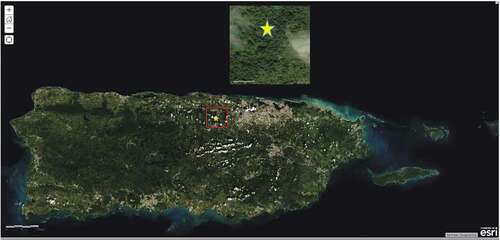 Figure 1. Map of Puerto Rico, insert with yellow star denoting location of the collection site as described in Gannon et al. [Citation1]