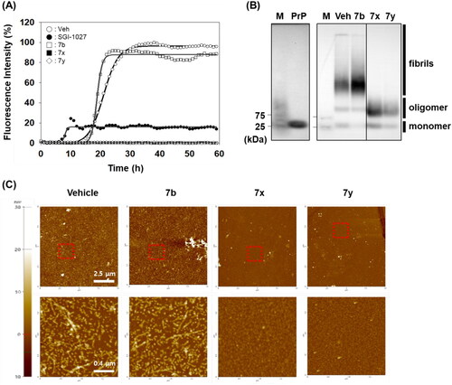 Figure 5. Biophysical states of PrP aggregates from PAFA. (A) PAFA with vehicle, positive control (SGI-1027), negative control (7b), and active compounds (7x and 7y) at 10 µM each. The multiple PAFA reactions (n = 3) were performed and the mean of each data point was plotted. (B) SDD-AGE analysis of the reaction products of PAFA shown in panel A. M, molecular weight size marker; PrP, recPrP monomer form; Veh, vehicle. (C) Micrographs of the reaction products of PAFA shown in panel A by AFM. Dotted rectangles were magnified and displayed below.