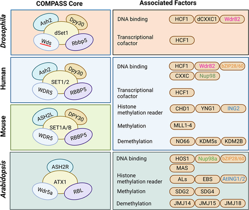 Figure 2. Comparison of COMPASS core components and their associated factors among Drosophila, mouse, human, and Arabidopsis. The interaction of COMPASS core components is represented among Drosophila, mouse, human, and Arabidopsis. The core components used the same colour between the organisms indicate corresponding orthologous proteins. The associated factors are classified by their functions, and their colour-coding indicates orthologous proteins between organisms.