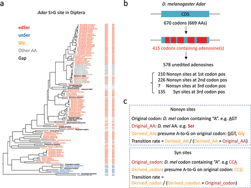 Figure 3. The basic concepts used for downstream analyses. (a) In 113 diptera species, the codons and AAs corresponding to the adar S > G site were displayed. (b) Classification of unedited adenosines in D. melanogaster adar gene. (c) Definition of original codon/AA and derived codon/AA. Transition rates were calculated using the original and derived codons/AAs.
