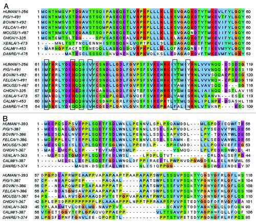 Figure 4. (A) Sequence alignment of the p53 binding domain of MDM2 from different species. (B) Sequence alignment of the N-terminal domain of p53 from different species.
