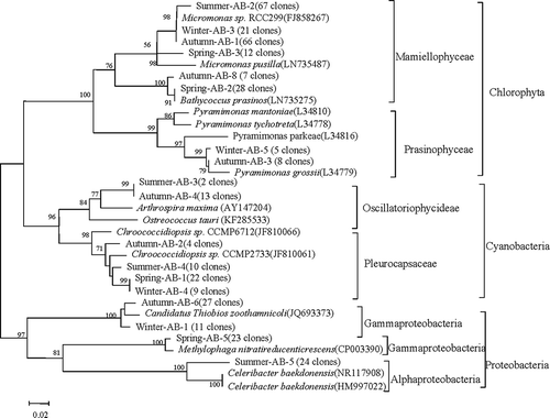 Fig. 2. Phylogenetic tree obtained from a Neighbour joining analysis for the most dominant OTUs (number of clones in parentheses) discriminated by Form IAB rbcL for surface seawater sampled in the coastal East China Sea in four seasons. Sequences existing in GenBank are included with accession numbers in parentheses. The numbers at the nodes represent full heuristic bootstrap values (with 1000 replicates) greater than 50%. The scale bar represents amino acid substitutions/site.