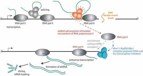 Figure 4. Model for the recruitment of RNA polymerase II to a DNA double-strand break in Drosophila.