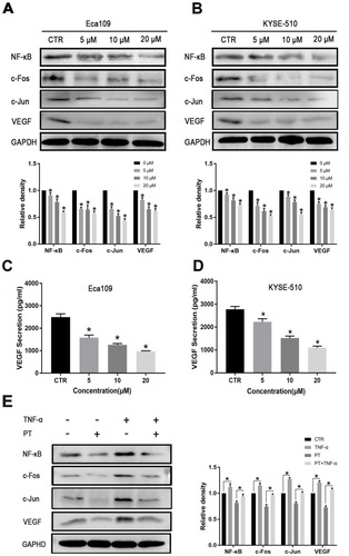 Figure 3 PT inhibits the expression of NF-κB, AP-1 and VEGF in ESCC cells. Western blot analysis for the determination of the expression of NF-κB, AP-1 and VEGF in (A) Eca109 and (B) KYSE-510 cells; ELISA analysis for the determination of the expression of VEGF in the culture medium of (C) Eca109 and (D) KYSE-510 cells; (E) Western blot analysis for the determination of the expression of NF-κB, c-Fos, c-Jun and VEGF in Eca109 cells treated with PT and/or TNF-α. Data were represented as means ± SD, n = 3, *P < 0.05.