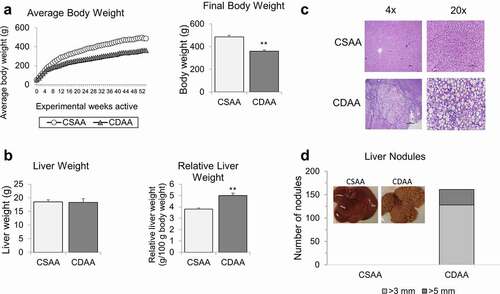 Figure 1. Macroscopic and histopathological analyses of rat livers upon methyl donor deficient diet. (a) Average body weights of healthy rats on choline-sufficient diet (CSAA) and rats on carcinogenic choline-deficient diet (CDAA) over 52-week experimental timeline. Bar graph represents average final body weights of CSAA and CDAA groups at the 52-week time-point. (b) Average liver weights and relative liver weights of CSAA and CDAA groups at the 52-week time-point. (c) Representative histopathological images at 4x and 20x magnification of whole livers from CSAA and CDAA groups. (d) Number of liver nodules in CSAA and CDAA livers with representative images of livers from rats in CSAA and CDAA groups. Results represent mean ± SD, n = 6 rats per group, **P < 0.01.