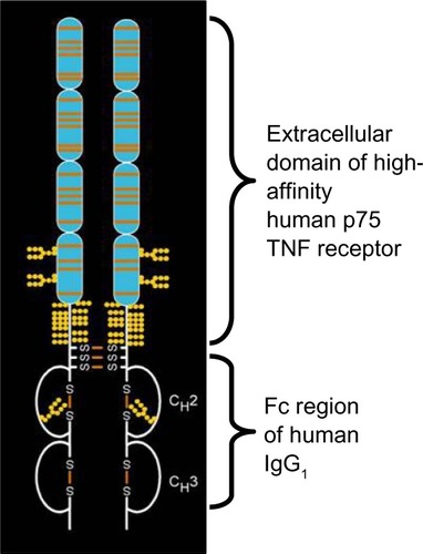 Figure 3 Etanercept molecule.