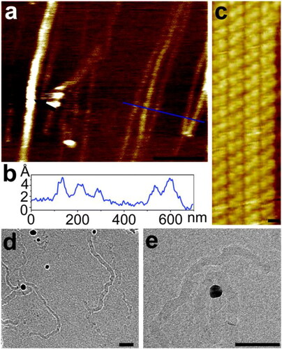 Figure 6. (a) Atomic force microscope image graphene nanoribbons. Scale bar is 400 nm. (b) Height profile along the blue line shown in (a). (c) Scanning tunnelling microscope images of graphene nanoribbon. Scale bar is 1 nm. (d, e) TEM images of graphene nanoribbons. Scale bars are 50 nm. Reproduced with permission from the Royal Society of Chemistry [Citation80].