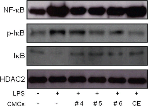 Figure 5.  Influence of fractionated sample treatment on the activation of NF-κB and phosphorylation of IκB in LPS-stimulated RAW 264.7 cells. Cells were exposed to 50 μg/mL of the fractionated samples 30 min prior to the LPS (1 μg/mL) treatment. Two hours after the LPS treatment, nuclear extract and whole cell lysates were extracted and NF-κB and IκB levels were detected using specific antibodies from the nuclear extract and whole cell lysate, respectively. HDAC2 protein levels were used as an internal control. CE represents the crude ethanol extract, which was the initial ethanol extract of the ginkgo-derived CMCs before fractionation.