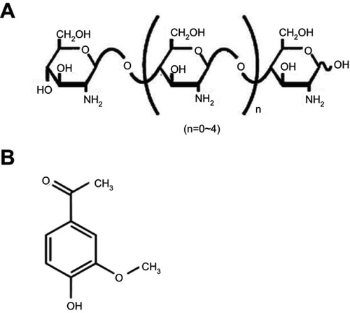 Figure 1 Chemical structures of the polymer and the drug.Note: (A) COS and (B) APO.Abbreviations: APO, apocynin; COS, chitosan oligosaccharide.