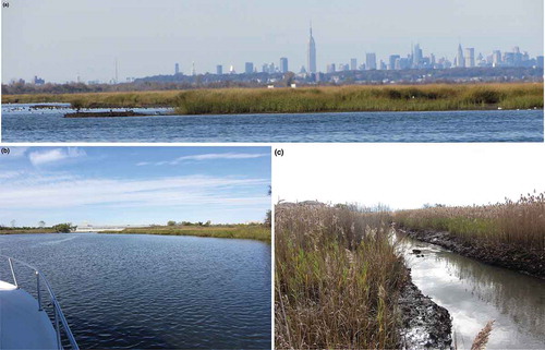 Figure 1. Examples of habitat found in temperate coastal ecosystems (a) Salt marsh islands, (b) Perimeter marsh downstream of a Combined Sewer Outfall, and (c) perimeter tidal creek and marsh platform. Images from Jamaica Bay, New York in 2011. Source: Bernice Rosenzweig.