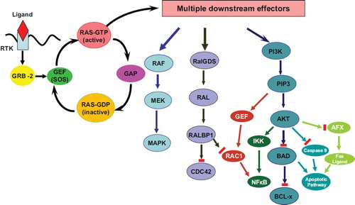 Figure 3. RAS signalling pathways. Initially RAS protein is inactive in the RAS-GDP bound state. Initiation of signalling through the RAS pathways occurs at the plasma membrane. Following extracellular ligand binding to membrane receptor tyrosine kinases (RTK), such as EGF binding to EGFR, receptor conformational change gives rise to receptor dimerisation and autophosphorylation. Subsequently, src-homology 2 (SH2) domains present in the GRB2 adaptor protein bind the phosphate moieties on the activated receptor. Src-homology 3 (SH3) domains in GRB2 bind proline-rich motifs present in son of sevenless (SOS – a guanosine nucleotide exchange factor or GEF), localising SOS to the inner surface of the plasma membrane. SOS interacts with RAS proteins, catalysing the exchange of GDP for GTP, thus activating RAS to a RAS-GTP state. Normally, the intrinsic weak GTPase activity of RAS is boosted by binding GTPase Activating Protein (GAP) to convert GTP to GDP, switching the complex to the inactive RAS-GDP conformation. Whilst active, RAS can transduce signals to several pathways including RAF, RalGDS and PI3K pathways. Activated RAS phosphorylates cytosolic RAF (of which there are three coding genes: ARAF, BRAF and CRAF/RAF-1, although BRAF is the active form in the large intestine). The resulting activation of RAF in turn phosphorylates cytosolic MEK, which then phosphorylates and activates MAPK (Mitogen Activated Protein Kinase, also known as ERK), leading to the subsequent downstream pathway activation with induction and repression of distinct transcription programmes, regulating cell proliferation and other processes. Mutations that activate RAS render the RAS protein products of the mutated genes constitutively active, by inhibiting or suppressing the GTPase activity of the RAS protein, thus preventing RAS from cleaving the terminal phosphate group from GTP forcing RAS to remain in the RAS-GTP active state. Activated RAS leads to increased transduction through these signalling pathways, such as the RalGDS-RAL-RALBP1 pathway. Following its activation by RAS, RalGDS activates one of the RAL proteins which in turn activates RALBP1 that can inhibit CDC42. CDC42 is a small GTPase protein of the Rho-subfamily, involved in regulating signalling pathways that control diverse cellular functions including cell morphology, migration, endocytosis and cell cycle progression. Active RAS can signal to Phosphatidylinositol 3-kinases (PI3Ks) which are a family of enzymes involved in a variety of cellular functions including cell growth, proliferation, differentiation, motility, survival and intracellular trafficking, which in turn are involved in cancer. PI3Ks phosphorylate the inositol ring of phosphatidylinositol leading to the production of phosphatylinositol 3,4, 5-trisphosphate (PIP3) which activates AKT leading to its phosphorylation. PhosphoAKT can in turn have multiple effects via activating NFkappaB via IKK, or inhibiting BAD, Caspase 9 and AFX to suppress apoptosis and promote cell survival.