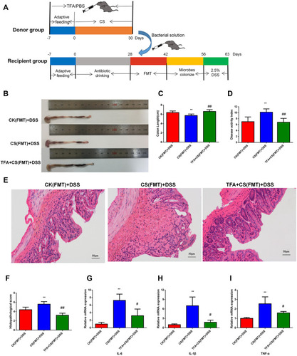 Figure 6 TFA fecal microbiota transplantation reduces inflammation in depression UC mice. (A) Experimental procedures. (B) Colon appearance. (C) Colon length. (D) DAI score. (E) Histopathological scores. (F) Representative images of HE staining (200 ×). (G-I) The mRNA expression levels of inflammatory cytokines (IL-6, IL-1β and TNF-α) in colonic tissues. **P < 0.01, compared with the CK(FMT)+DSS group; #P < 0.05, ##P < 0.01, compared with the CS(FMT)+DSS group.