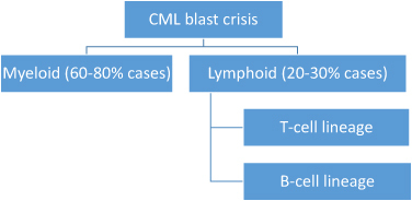 Figure 1 Type of blast phase in CML.