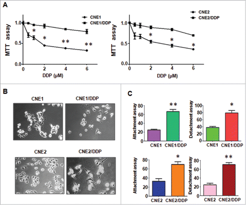 Figure 1. Cisplatin-resistant (CR) cells (CNE/DDP) exhibited EMT phenotype. A, MTT assay was performed in parental and CR NPC cells. *P < 0.05; **P < 0.01 vs control. B, Cell morphology was observed by microscopy in parental and CR cells. C, Cell attachment and attachment assays were conducted in parental and CR cells. *P < 0.05; **P < 0.01 vs control.