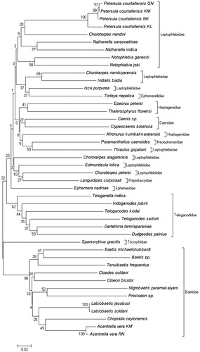 Figure 1. A Kimura 2-parameter NJ tree showing the DNA barcoding profile for 44 specimens of 40 nominal mayfly species from South India.