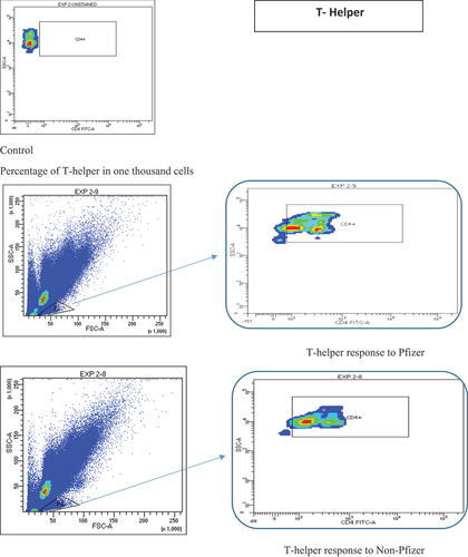 Figure 3. Flow cytometry analysis of T- helper cells.