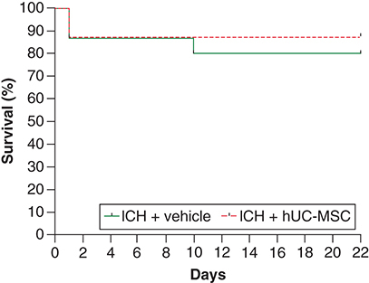 Figure 2. Survival analysis.Animals were treated with (ICH + hUC-MSC) or with the vehicle (ICH + vehicle) 1 h after the induction of ICH. The graph shows the survival curves during the 22 days of follow-up. Log-rank test (Mantel–Cox test) was used. n = 15 (ICH + vehicle) and n = 16 (ICH + hUC-MSC) rats per group.hUC-MSC: Human umbilical cord-derived mesenchymal stromal cells; ICH: Intracerebral hemorrhage.