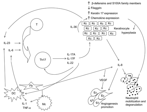 Figure 1 T helper 17 signaling pathway.