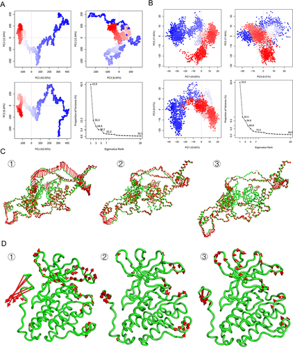 Figure 6 PCA diagram based on trajectories. (A) Trajectory based principal component analysis diagram of HIF1A-diosgenin complex. (B) Trajectory based principal component analysis diagram of EGFR-luteolin complex. (C) Motion trajectory diagram of HIF1A-diosgenin complex ① PC1, ② PC2, ③ PC3. (D) Motion trajectory diagram of EGFR-luteolin complex ① PC1, ② PC2, ③ PC3.