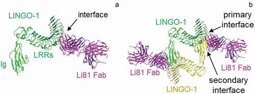 Figure 1. Properties of the Li81 Fab–LINGO-1 ectodomain complex. Binding interfaces of the Li81 Fab-LINGO-1 ectodomain complex determined from the crystal structure.Citation20 Structural figures were rendered with MOE software.Citation23 (a) Contacts comprising the primary binding interface, between Li81 (pink) CDR residues and LINGO-1 (green) LRR domains 4–8. (b) Contacts comprising both the primary interface and the secondary binding interface, between Li81 (pink) light chain framework residues and the Ig domain of a separate molecule of LINGO-1 (yellow)