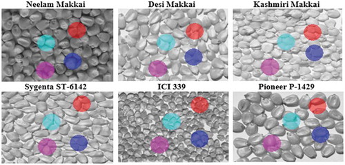 Figure 3. Four non- overlapping ROIs on gray level corn seed varieties image dataset.