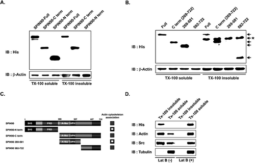 Figure 1 The SPIN90-C-term (582-722) accumulates in the detergent insoluble cellular fraction. (A) HEK 293T cells expressing his-tagged SPIN90-full, -N-terminus, and -C-terminus were lysed in cytoskeleton isolation buffer containing 1% Triton X-100 and directly subjected to centrifugation. The detergent soluble and insoluble fraction were inmmunoblotted to anti-his and anti-β -actin antibodies. (B) His-tagged-SPIN90-full, SPIN90-C-terminus (269-722) and SPIN90-C-term fragments (269-581 and 582-722) were expressed in HEK 293T cells and the detergent insoluble and soluble fractions were detected as described in (A). Arrow indicates the SPIN90-C-term fragments. Non-specific binding is shown by the arrow with the asterisk. (C) Mapping of the actin cytoskeleton binding site of SPIN90 from (A) and (B). The amino acids of SPIN90 are indicated (Full length: amino acids 1-722, N-terminus: amino acids 1-268, and C-terminus: amino acids 269-722). Actin cytoskeleton association represents the band present in Tx-100 insoluble fraction (closed rectangle) and absent in Tx-100 insoluble fraction (open rectangle). (D) Cells expressing the actin cytoskeleton-associated SPIN90-C-term fragment (582-722) treated with 5 μ M latrunculin B for 30 min, lysed and fractionated as described in (A), and immunoblotted with anti-his, -β -actin, tubulin, and Src antibodies.