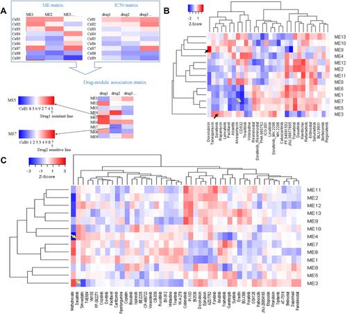 Figure 10 Correlations between module expression and IC50 reveal potential drug mechanisms of action and drug-resistant lines. (A) Workflow for drug-module association analysis; (B) drug-module correlation matrix for LCCL; (C) drug-module correlation matrix for LIMORE.