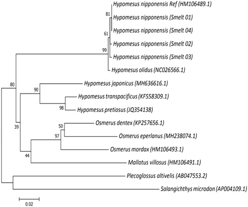 Figure 1. Phylogenetic tree of 11 Osmeriformes species inferred from the mitochondrial Cox1 gene sequence. The tree was constructed using MEGA7 (neighbor joining method with 1000 bootstrap replications). The numbers in parentheses indicate GenBank accession numbers.