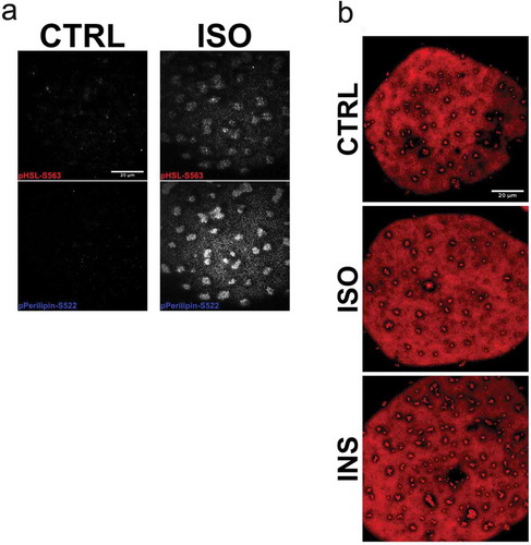 Figure 4. (a) TIRF images of primary adipocytes overexpressing EHD2wt, either non-stimulated (CTRL, left panel) or stimulated with isoprenaline (ISO, right panel) 100 nM for 30 min, fixed and stained with antibodies against pHSL(pS563) and perilipin-1 (pS522). (b) Long-term stimulation (24 hrs) with either isoprenaline (ISO, 10 nM) or insulin (INS 10 nM), or non-stimulated (control, CTRL). Scale bar = 20 µm