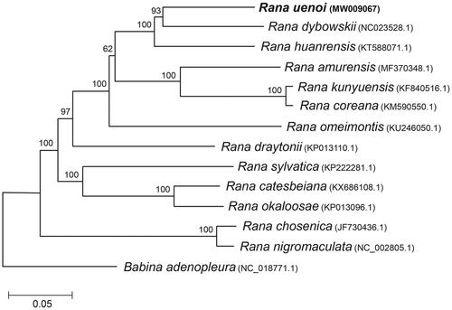 Figure 1. Phylogenetic tree generated using the neighbor-joining method (1000 bootstrapping, MEGA 7) based on eleven mitochondrial coding genes of 13 Rana species.