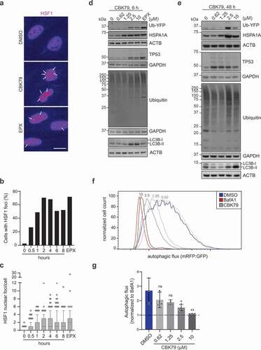 Figure 6. CBK79 induces the heat shock response. (A) HOS GFP-LC3B cells were treated with DMSO 0.1% (8 h), CBK79 10 µM (0 to 8 h; a representative image for the 2 h timepoint is shown or epoxomicin (EPX, 100 nM) for 8 h. Cells were fixed and immunostained with an HSF1 antibody. HSF1 nuclear foci are marked with white arrows. Scale bar: 20 µm. (B) The percentage of cells with HSF1 foci from one of two independent experiments are shown. (C) The number of HSF1 foci per cell were quantified using CellProfiler. Data from one of two independent experiments (n > 200 cells/condition) are shown as box plots with median and 5–95 percentiles. (D) MelJuSo Ub-YFP cells were treated with DMSO 0.1% (0) or the indicated concentrations of CBK79 for 6 h. Cell lysates were analyzed by immunoblotting with the indicated antibodies. Beta-actin (ACTB) is shown as loading control. Representative blots from one of three independent experiments are shown. (E) MelJuSo Ub-YFP cells were treated with DMSO 0.1% (0) or the indicated concentrations of CBK79 for 48 h. Cell lysates were analyzed by immunoblotting with the indicated antibodies. Representative blots from one of three independent experiments are shown. (F) Analysis of autophagic flux in U2OS mRFP-GFP-LC3B cells treated with DMSO 0.1%, bafilomycin A1 (BafA1, 100 nM) or CBK79 at the indicated concentrations for 4 h, washed briefly in saponin (0.05%) and analyzed by flow cytometry. Autophagic flux was determined as the ratio of mean mRFP- and mean GFP-fluorescence. A representative histogram from one of three independent experiments is shown. (G) Data from (F) were normalized to BafA1. Data are presented as the mean ± SD of three independent experiments. Significant differences are based on adjusted p-values of multiple comparisons to the DMSO control condition (one-way ANOVA [F4,10 = 4.860, p = 0.0195] with Dunnett’s multiple comparisons test). *p = 0.0388; **p = 0.0064; ns p (0.62) = 0.3356; ns p (1.25) = 0.1791.