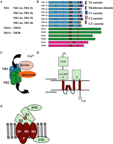 Figure 1.  A schematic diagram depicting pertinent features of NMDA neurotransmitter receptors. (A) summarizes the NMDA receptor subunits; (B) is a schematic of the NMDA receptor NR1, NR2 and NR3 subunits including all the NR1 splice variants; (C) shows a model of a tetrameric NMDA receptor comprising of two NR1 and two NR2 subunits; (D) shows the domain structure that is shared between both NR1 and NR2 subunits where the S1 and S2 domains form the glycine (NR1) or L-glutamate (NR2) binding sites, the Ca2 +  permeable pore is formed by the re-entrant membrane domain M2; (E) is a schematic depicting the Venus fly trap model for the opening of the gated ion channel and it is reproduced and adapted with permission from adapted from Citation[5], Citation[6], Citation[57].